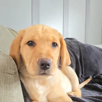 Mindy femelle Labrador Retriever 15 semaines, chienne à adopter
