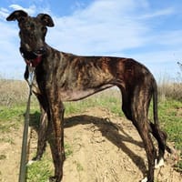 LEBRA, chienne à adopter