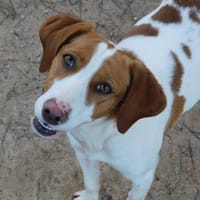 LINA, chienne à adopter
