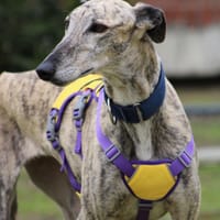 ALEJANDRA, chienne à adopter