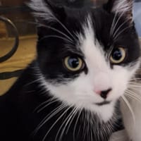 Etoile, chat à adopter