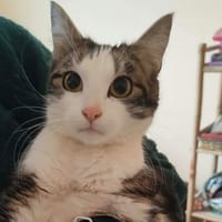 Billie, chatte à adopter