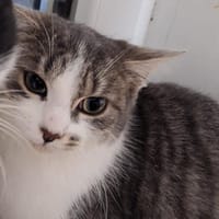 Eclipse, chatte à adopter