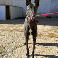 NISTER (ANIMALEA), chien à adopter