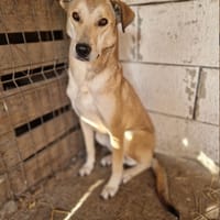 Rudik, chien à adopter