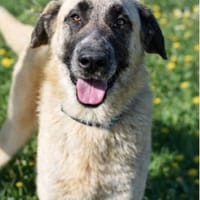 AMBRE, chienne à adopter