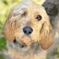 ROSIE, chienne à adopter