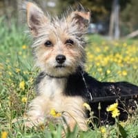 CLOCHETTE, chienne à adopter