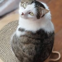 Dofi - URGENCE ADOPTION, chat à adopter