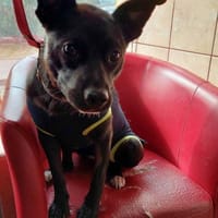 Zoja, suczka do adopcji