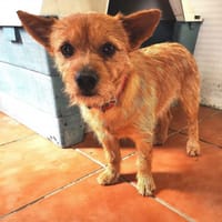 Coco, perro en adopción
