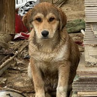 Jeremy hat schon viel gelernt, Hund zur Adoption