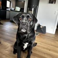 Traumhündin Karma sucht ihr Zuhause, Hündin zur Adoption