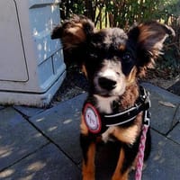 🐾🌻Lotte sucht ihr Glück🐾🌻, Hündin zur Adoption