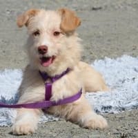 Darf ich vorstellen Prinzessin Emina, Hündin zur Adoption