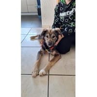 Judybelle - 66482 Zweibrücken, Hündin zur Adoption