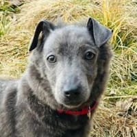 Hundebaby CONNIE, Hündin zur Adoption