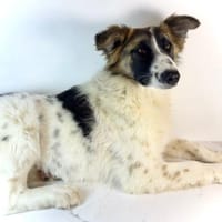 Ljalja  eine junge, aktive Hündin, Hündin zur Adoption