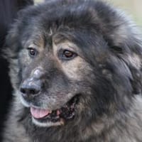 Bo - verschmust u. zutraulich, Hund zur Adoption