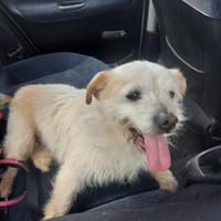 Pipo, Hund zur Adoption