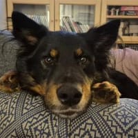 Nick - wartet in 16515 Oranienburg, Hund zur Adoption