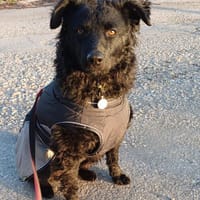 🐾💛Katy sucht ihre Menschen🐾💛, Hündin zur Adoption