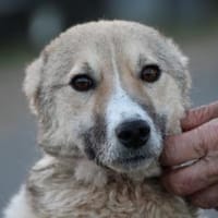 Bly - verspielte Junghündin, Hündin zur Adoption