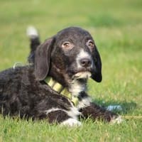 Yasko sucht liebevolle Familie...., Hund zur Adoption