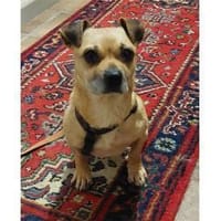 Klein-Benny - 51371 Leverkusen, Hund zur Adoption