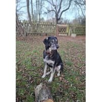 Shambho - wartet in 99817 Eisenach, Hund zur Adoption