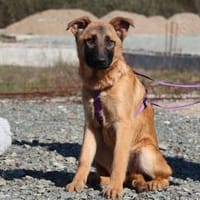 Endrina unsere Schönheit..., Hündin zur Adoption