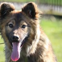 Gismo sucht seine Menschen..., Hund zur Adoption