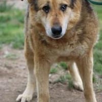 Nanook - verschmust u. sehr lieb, Hund zur Adoption