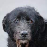 Kami - lieb u. angenehm, Hund zur Adoption