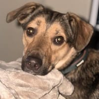 🐾 Kenzo sucht seine Menschen 🐾, Hund zur Adoption