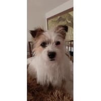 Morlin - wartet in 91564 Neuendettelsau, Hündin zur Adoption