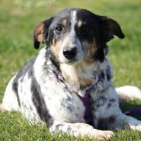 Wer schenk Nenda ein zu Hause..., Hündin zur Adoption