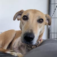 Aurelia hat es mehr als verdient!, Hündin zur Adoption