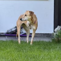 Aurelia hat es mehr als verdient!, Hündin zur Adoption