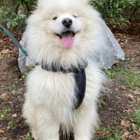 Samojedenrüde Puschkin, Hund zur Adoption