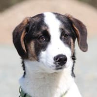 L'ours sucht sein Glück ..., Hund zur Adoption