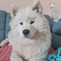 Über Ivy  ein Bilderbuch Samojede, Hündin zur Adoption