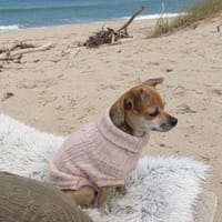 Filly, Hündin zur Adoption