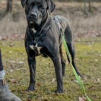 Zen  sensibler Herzensrüde, Hund zur Adoption