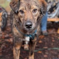 Janosch sucht noch immer seine Familie, Hund zur Adoption