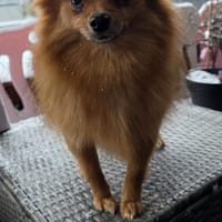 Nico SR  Kleiner Schatz sucht Liebe! 🐾, Hund zur Adoption