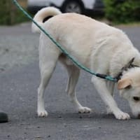 Siriu - zutraulich u. aufgeweckt, Hund zur Adoption