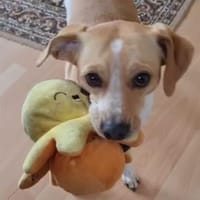 Nowa W 08/23 in 93155 Hemau, Hündin zur Adoption