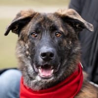 Zauberhafter Junghund Carlo, Hund zur Adoption