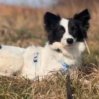 Yin  zwischen Vergangenheit & Neustart, Hündin zur Adoption